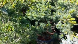Сосна мелкоцветковая «Негиши» Pinus parviflora «Negishi»