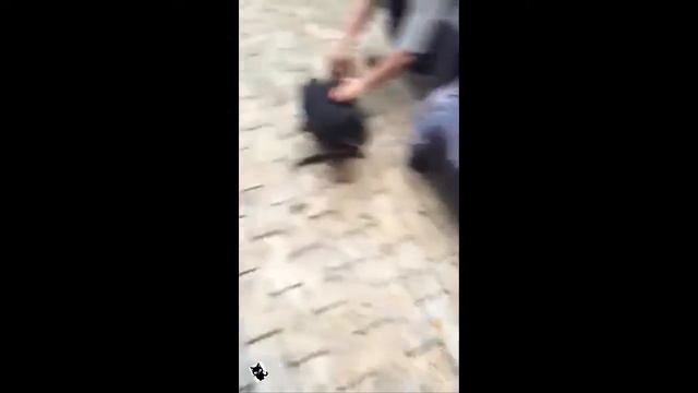 Ляшко показал своих цуциков! смотреть онлайн