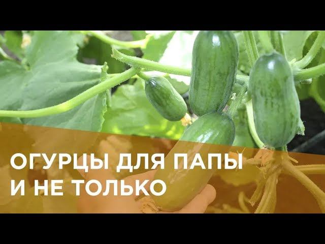 Огурцы для папы и не только смотреть онлайн