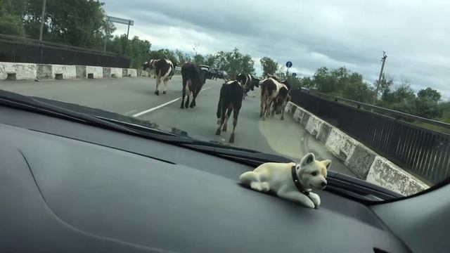 Звериный мир: за кулисами