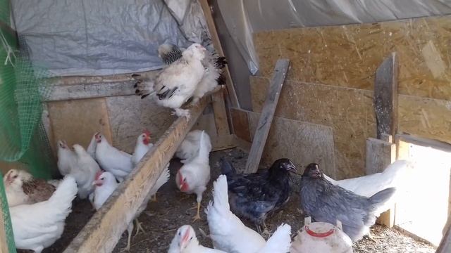 Куры леггорн лучшие несушки в мире! смотреть онлайн