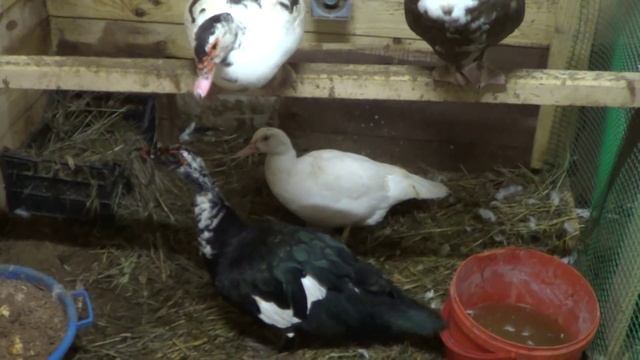 Мускусная утка .Индоутка самая выгодная утка смотреть онлайн