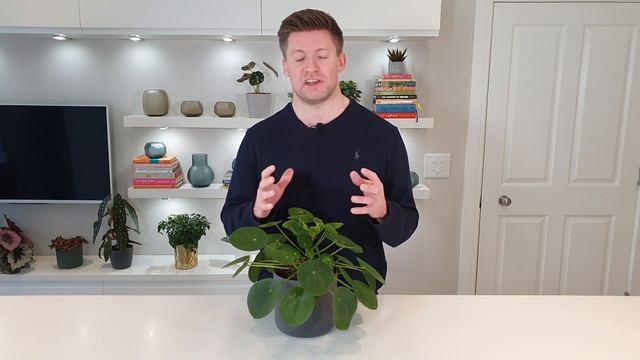 7 Ways To Fix Curling Leaves On Your Pilea Peperomioides (Chinese Money Plant) смотреть онлайн