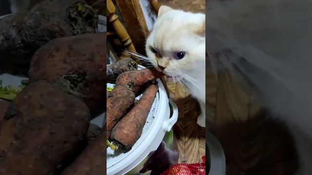 Диета для кота смотреть онлайн