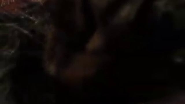 SLOW MOTION TEST CAT CANON IXUS 220 HS смотреть онлайн