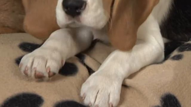 О бигле с любовью! #бигль #породысобак