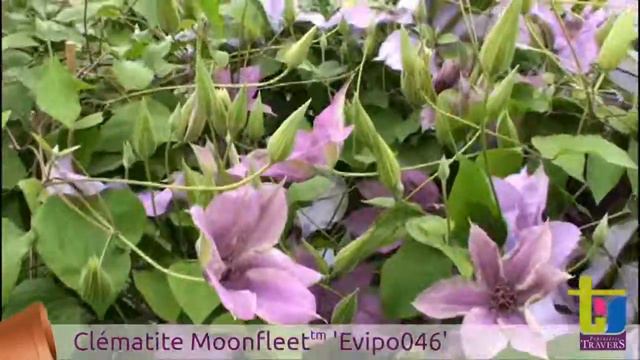 Clématite Moonfleet 'Evipo046' - Pépinières TRAVERS - Spécialiste des plantes grimpantes смотреть онлайн