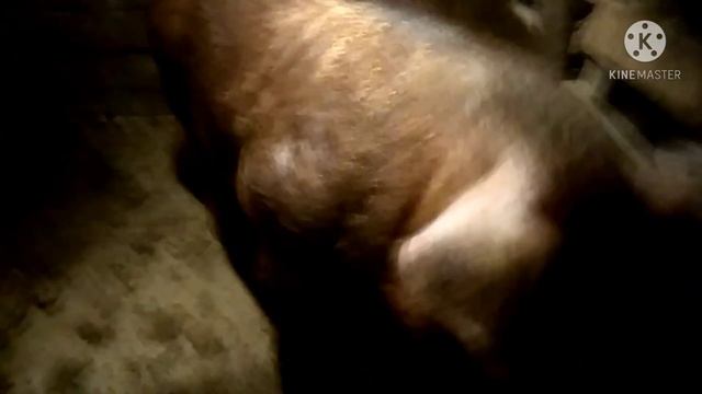 Дюрки, отличия в экстерьере. смотреть онлайн