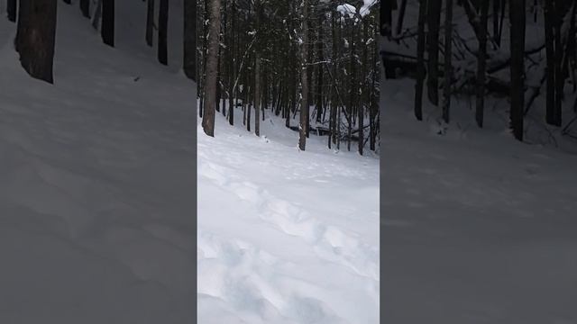 Read The Michigan Laws On Snowmobile Where And Where Not ?