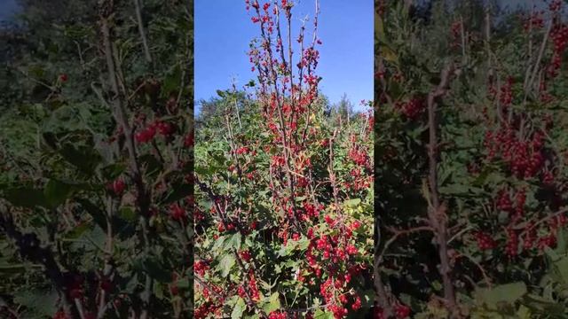 #Shorts СМОРОДИНА КРАСНАЯ, ПОЧЕМУ без ЛИСТВЫ но с ЯГОДАМИ/ЖИВУ на СЕЛЕ смотреть онлайн