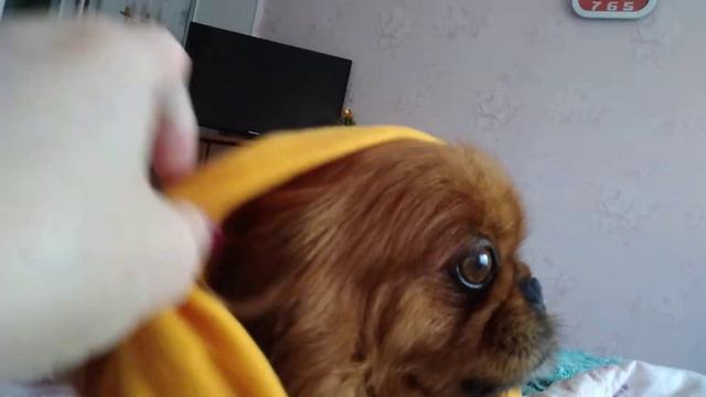 Наше Золото ,наш Микки )) смотреть онлайн