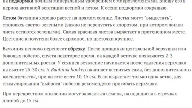 Орхидейное дерево Баухиния смотреть онлайн