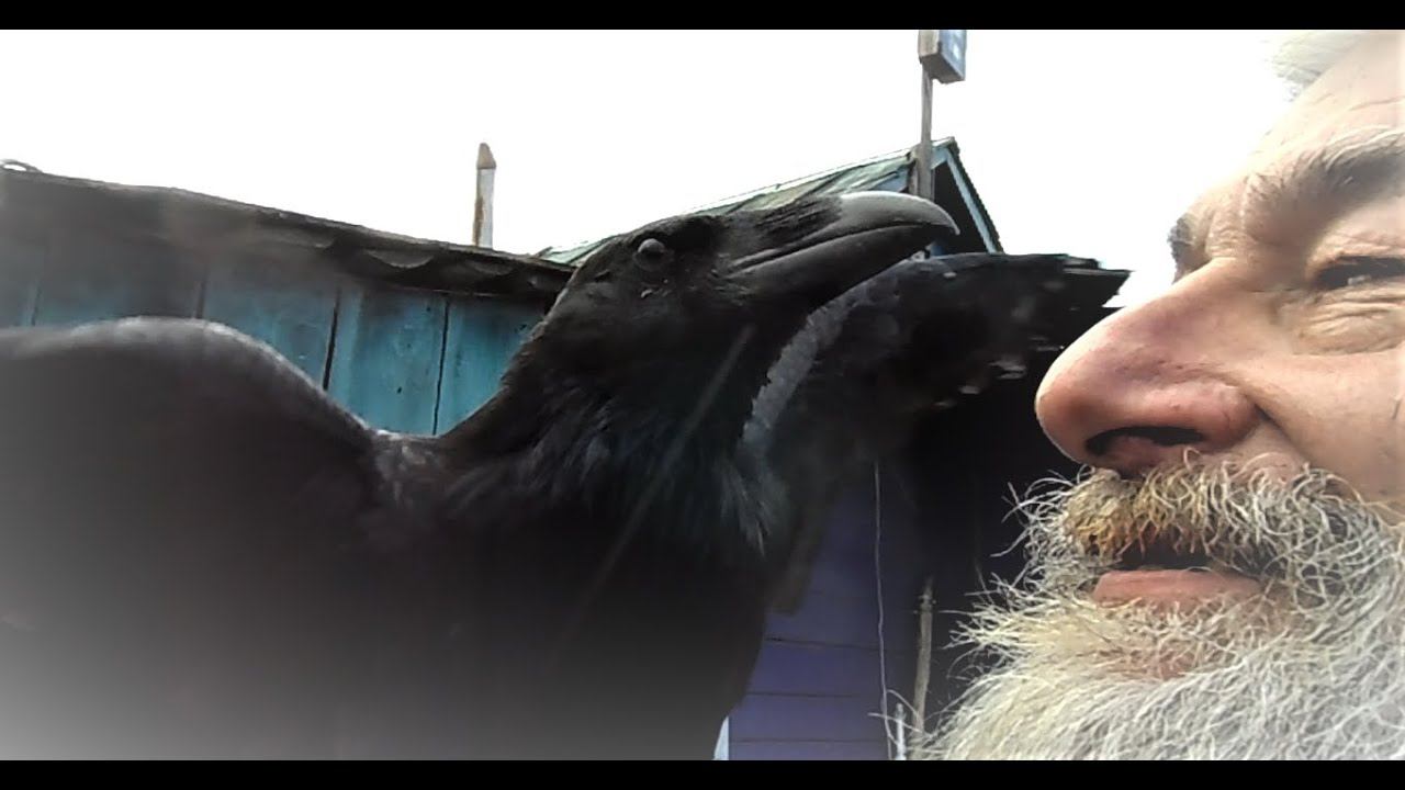 Ворон Хугин объявлен народным достоянием. смотреть онлайн