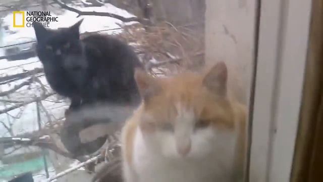 ARXIV TIME KA10 - NATIONAL GEOGRAFIC 2014©