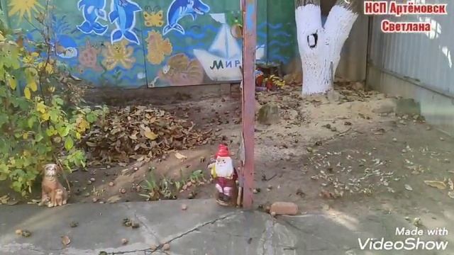 Грецкие орехи сбор урожая . Грецкий орех . Когда собирать орехи ?