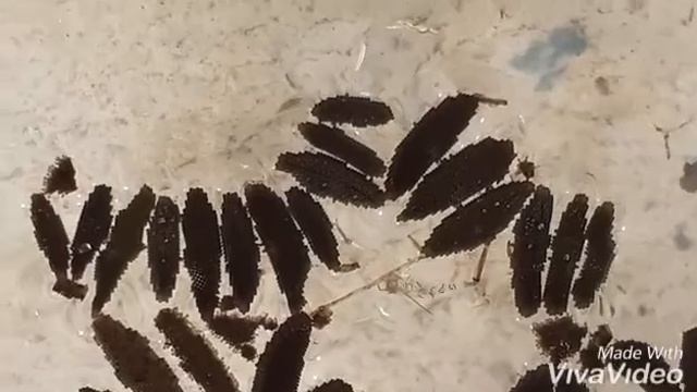 Как выглядят яйца комаров. смотреть онлайн