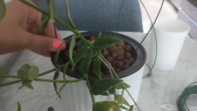 My Hoya Collection | Repotting & Taming Vines after 6 Months of Growth in Leca / Semi Hydro смотреть онлайн