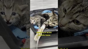 🐱Подложили Кошке Чужого Котенка🥲