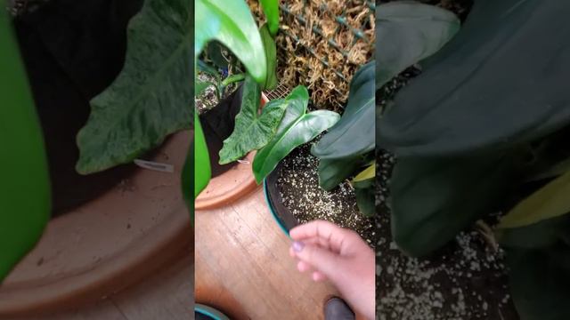 PlantRx-tra: Michelle's Plant Tour смотреть онлайн