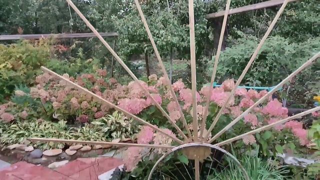 Клематис,, Сизая птица,, Уникальная опора. Глиняная болтушка смотреть онлайн