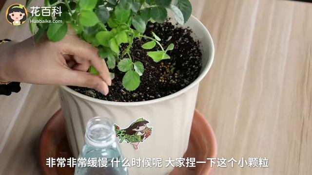 月季花種植系列[匯總]：光照/溫度/澆水/施肥/修剪/扦插/病蟲害/配土