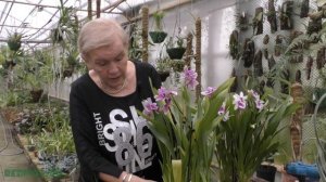 Мильтония - уход в домашних условиях.