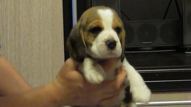 Питомник биглей МЭДЖИК ЛАЙН мал6 смотреть онлайн