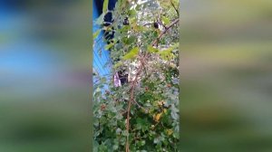 Шиповник снизит давление, укрепит сосуды, вылечит кашель, избавит от ломоты в суставах и исцарапает