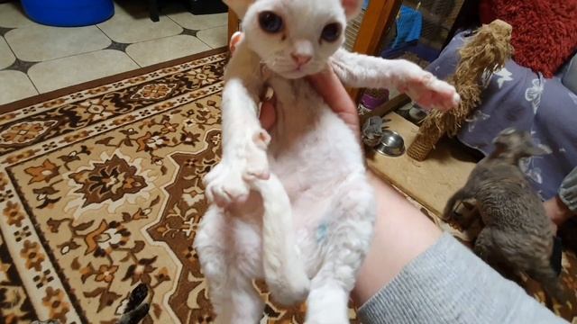 Наши малыши на прогулке, котята Девон Рекс смотреть онлайн