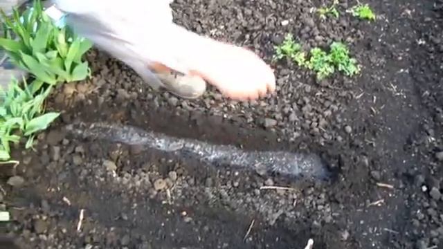 Сеем семена кустового, душистого растения укропа смотреть онлайн