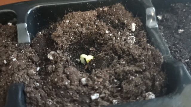 ПРОФИ ОГУРЦЫ НА ТРЕТЬИ СУТКИ БЕЗ ПОДСВЕТКИ НА ОКНЕ // ВАЦАП ДЛЯ КАТАЛОГА 8-915-245-81-59 ПИСЬМЕННО смотреть онлайн