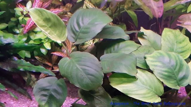 Анубиас Бартера широколистный в маленьком и большом аквариуме / Anubias Barteri Var Broad Leaf смотреть онлайн