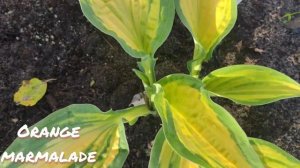 Хоста Orange marmalade