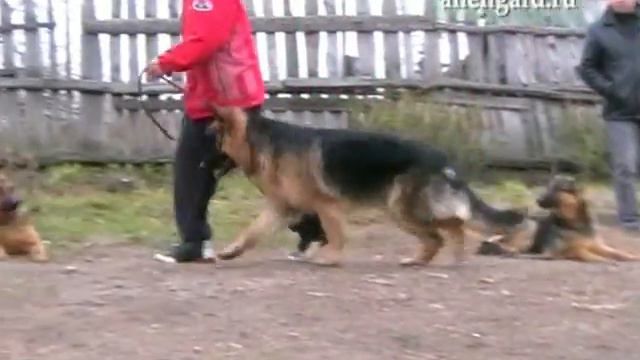 Рафаэль смотреть онлайн