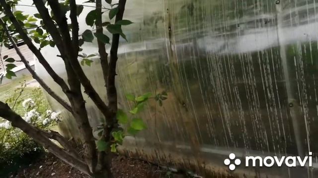 Шланг для полива к трубе ПНД 16..покупки в металлаломе выручают.. Войлочная вишня смотреть онлайн