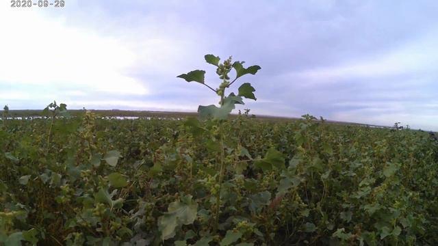 Охота уток, на разливах реки Чу. Сотни уток .Казахстан 18 - 20 сентября 2020 г смотреть онлайн