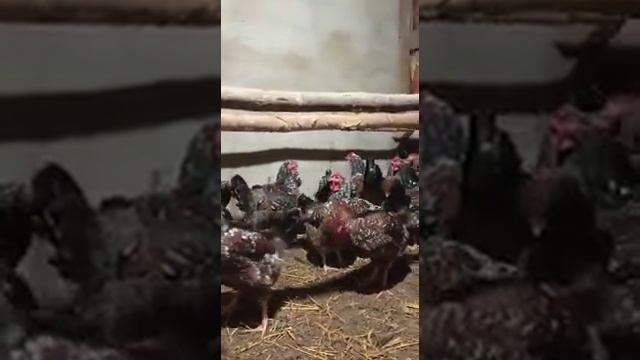 Ливенские ситцевые куры смотреть онлайн