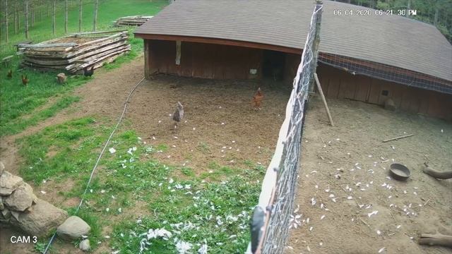 Fox vs Ninja Rooster смотреть онлайн
