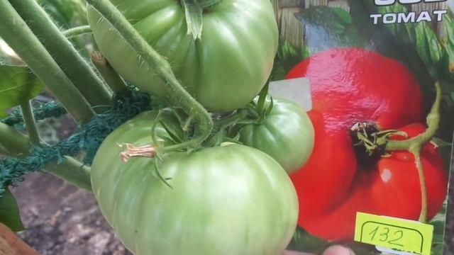 ТОМАТ ВЕЧНЫЙ ЗОВ - ПОЧЕМУ НЕ ТАКОЙ КАК В ОПИСАНИИ? Ольга Чернова. смотреть онлайн