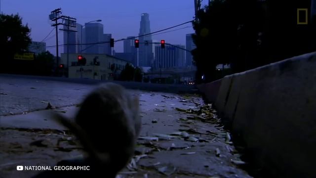 Этого Мышонка Боятся Змеи и Даже Скорпионы смотреть онлайн