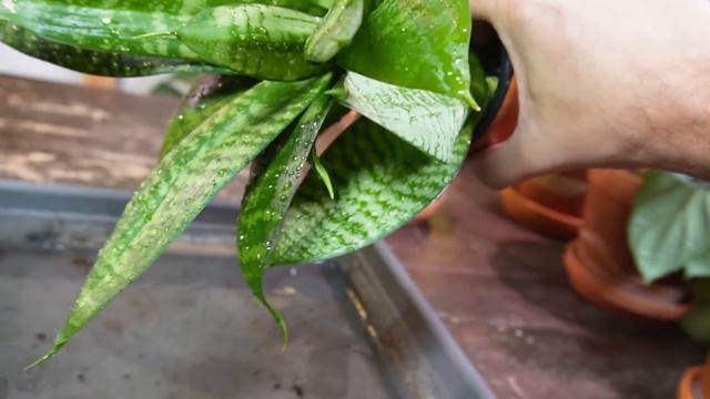 6 snake plant care tips that you need to know! смотреть онлайн