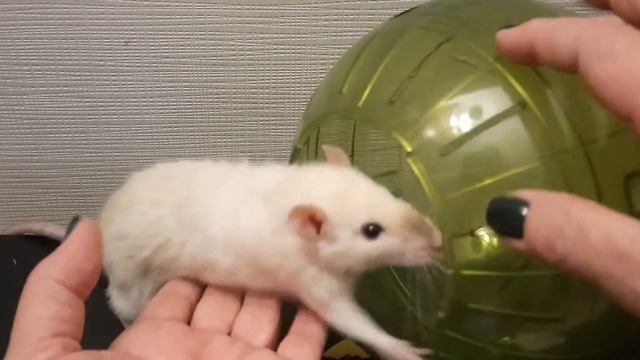 Прогулочный шар. смотреть онлайн