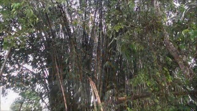 PUERTO QUITO ISLA DEL COLIBRI смотреть онлайн