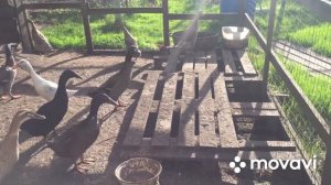 Как содержать Уток Бегунков