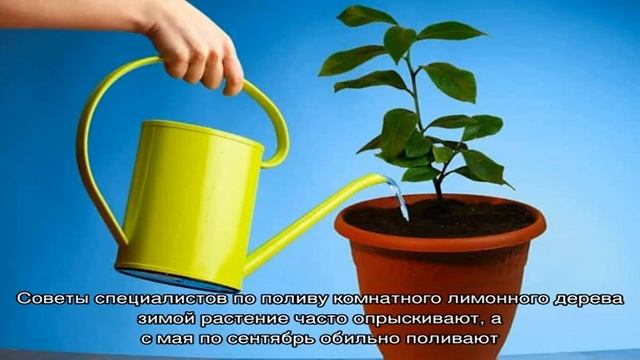 Как правильно поливать комнатный лимон