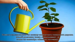Как правильно поливать комнатный лимон