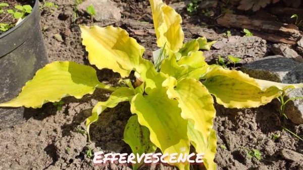 Обзор жёлтых сортов хост... новые и очень яркие...на моих (1часть) клумбах...#hosta#желтые#сорта#