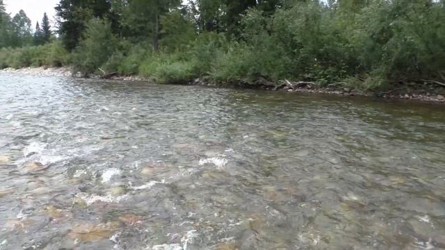 Горная река,таймень и хариус. смотреть онлайн