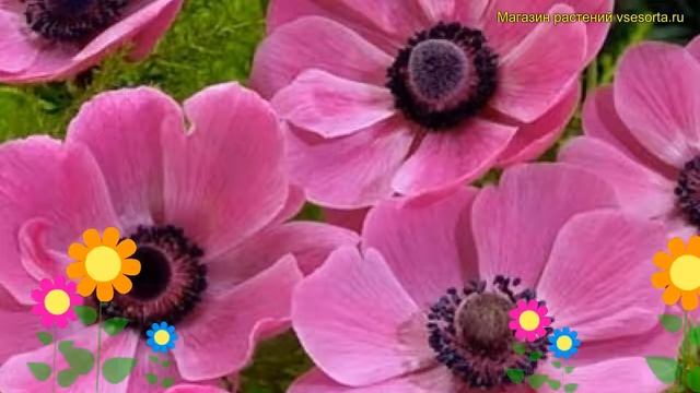 Анемона японская Сулипхиде. Краткий обзор, описание характеристик anemone japonica Sylphide смотреть онлайн