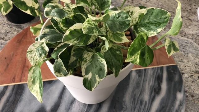 Pothos Njoy, Manjula, Pearls & Jade Marble Queen Compare Epipremnum Aureum Plant Identification смотреть онлайн